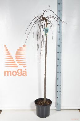 http://twentheplant.nl/tsd/93806_MAFONTAN_S120P26_2.jpg