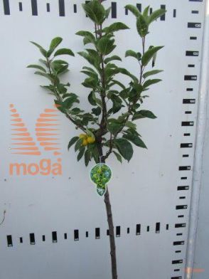 http://twentheplant.nl/tsd/93806_MAGHORNE_S080P23_1.jpg