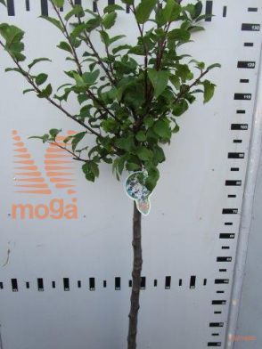 http://twentheplant.nl/tsd/93806_MARSENTI_S080P23_1.jpg