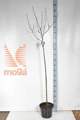 http://twentheplant.nl/tsd/93806_MARSENTI_S120P26_2.jpg