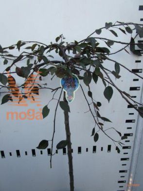 http://twentheplant.nl/tsd/93806_MARBEAUT_S080P23_1.jpg