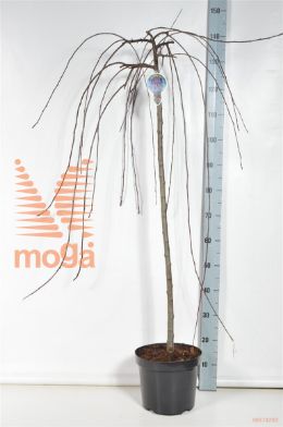 http://twentheplant.nl/tsd/93806_MARBEAUT_S120P26_2.jpg
