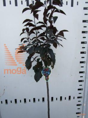 http://twentheplant.nl/tsd/93806_MAROYALT_S080P23_1.jpg