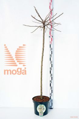 http://twentheplant.nl/tsd/93806_MATTINA_S120P262J_1.jpg