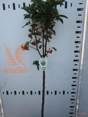 http://twentheplant.nl/tsd/93806_MAWANGEL_S080P23_1.jpg