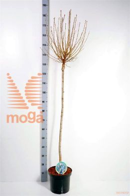http://twentheplant.nl/tsd/93806_PREUMBRA_S120P262J_1.jpg