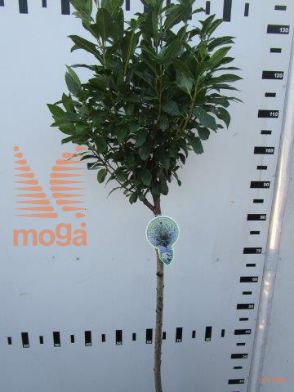 http://twentheplant.nl/tsd/93806_PREUMBRA_S080P23_1.jpg