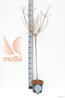 http://twentheplant.nl/tsd/93806_PRICUNER_S080P232J_1.jpg