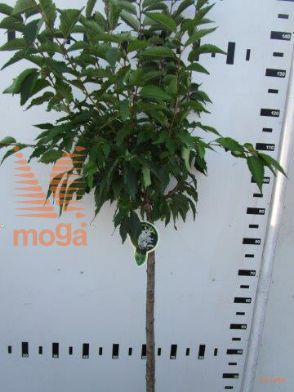 http://twentheplant.nl/tsd/93806_PRNBRILL_S080P23_1.jpg