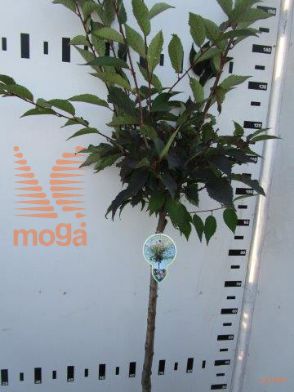 http://twentheplant.nl/tsd/93806_PRNRUBY_S080P23_1.jpg