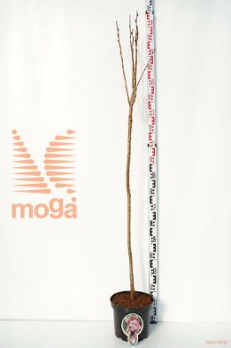 http://twentheplant.nl/tsd/93806_PRSAMANO_S120P262J_1.jpg