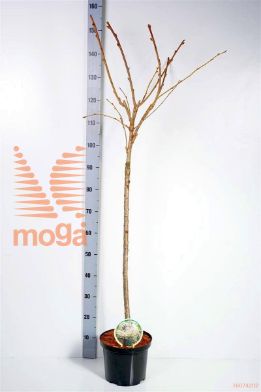 http://twentheplant.nl/tsd/93806_PRSSHIMI_S080P232J_1.jpg