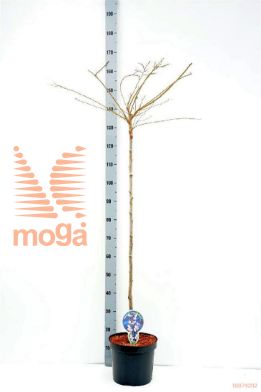 http://twentheplant.nl/tsd/93806_PRSAROSE_S120P262J_1.jpg