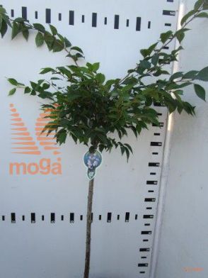 http://twentheplant.nl/tsd/93806_PRSAROSE_S080P23_1.jpg