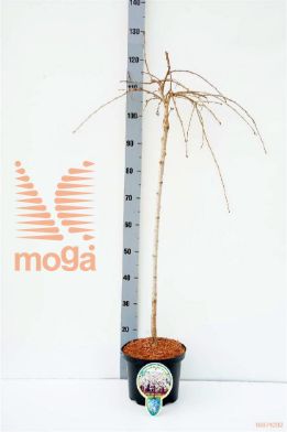 http://twentheplant.nl/tsd/93806_PRYIVENS_S080P232J_1.jpg