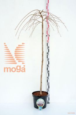 http://twentheplant.nl/tsd/93806_PRYIVENS_S120P262J_1.jpg