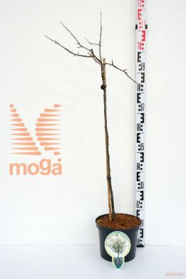 http://twentheplant.nl/tsd/93806_PYSPENDU_S060P212JR_1.jpg