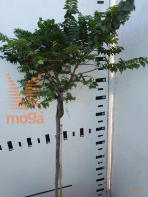 http://twentheplant.nl/tsd/93806_ULMJHILL_S060P21_1.jpg