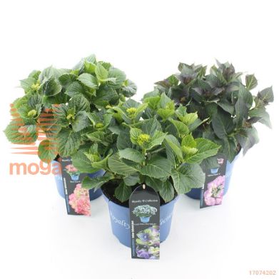 http://twentheplant.nl/tsd/71050_HYMRCOLL_8P23030040_1.jpg