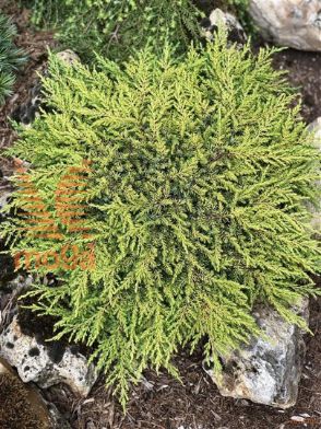 http://twentheplant.nl/tsd/88315_JUCLCARP_8p19025030_2.jpg