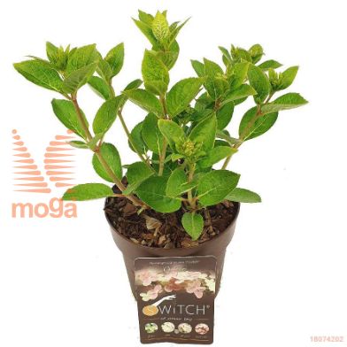 http://twentheplant.nl/tsd/57393_HYPSOPHE_8P19025030_1.jpg