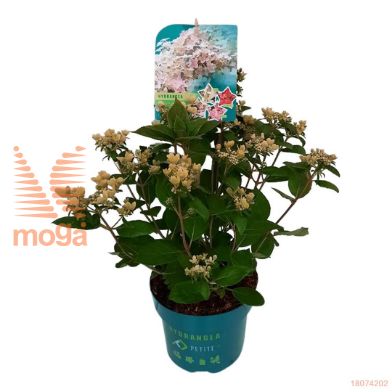 http://twentheplant.nl/tsd/57393_HYPPOLES_8p19025030_2.jpg