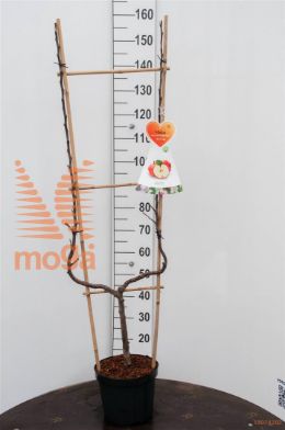 http://twentheplant.nl/tsd/94450_MADRBOSK_8P26UVORM_1.jpg