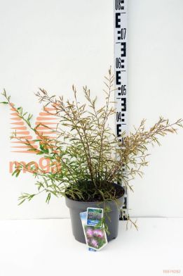 http://twentheplant.nl/tsd/90551_CADPINK_8p23035040_1.jpg