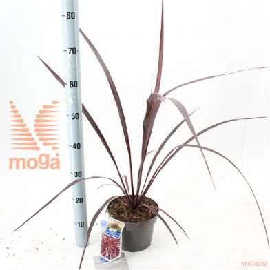 http://twentheplant.nl/tsd/90551_COFBURGU_8P19030040_1.jpg