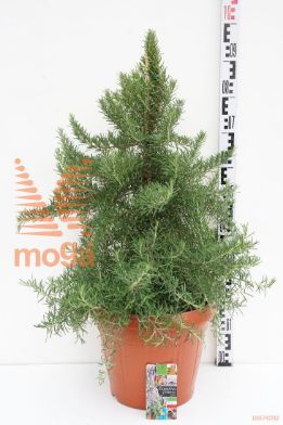 http://twentheplant.nl/tsd/57401_ROOPROST_8P35PYRAMID_1.jpg