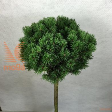http://twentheplant.nl/tsd/88315_PIMLILLI_S060P26_2.jpg