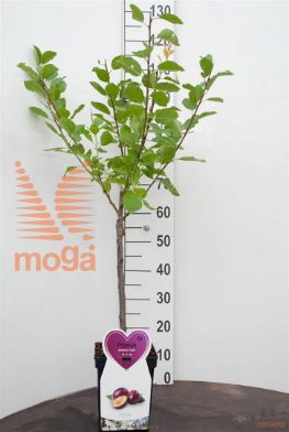 http://twentheplant.nl/tsd/94450_PRASSKNO_8P23STR_1.jpg