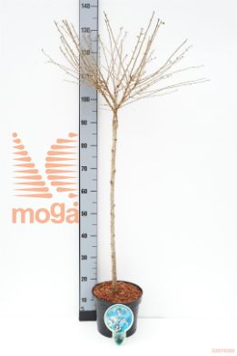 http://twentheplant.nl/tsd/93806_PRIFUJIY_S080P232J_1.jpg