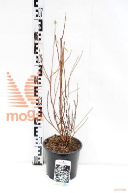 http://twentheplant.nl/tsd/80717_PHLEMOIN_8P19040050_1.jpg
