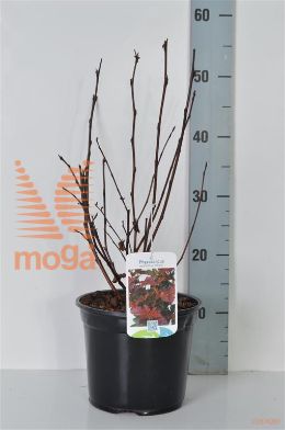 http://twentheplant.nl/tsd/80717_PHOANDRE_8P19040050_2.jpg