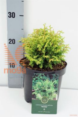 http://twentheplant.nl/tsd/88854_CHOMELOD_8P18020025_1.jpg