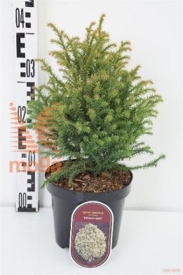 http://twentheplant.nl/tsd/88854_CRJVGOLD_8P18020025_1.jpg