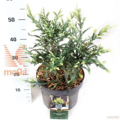 http://twentheplant.nl/tsd/88854_SESADPRE_8P23030040_1.jpg