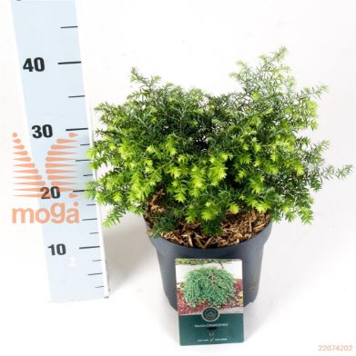 http://twentheplant.nl/tsd/88854_TSCGGLOB_8P18020025_1.jpg