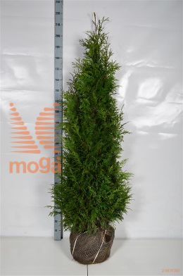 http://twentheplant.nl/tsd/53713_THPMARTI_K160180E_2.jpg