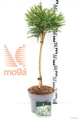 http://twentheplant.nl/tsd/70712_CRJLCHAM_S040P23_1.jpg