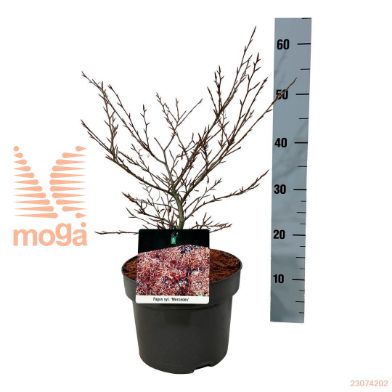 http://twentheplant.nl/tsd/70712_FASMERCE_8p23030040_1.jpg