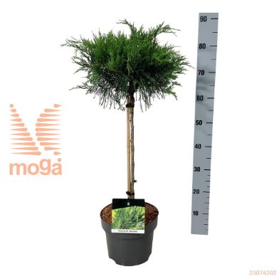 http://twentheplant.nl/tsd/70712_JUPMJULE_s040p23_2.jpg