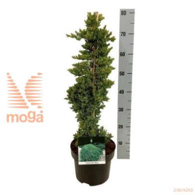 http://twentheplant.nl/tsd/70712_JUPNANA_VP4050P23_1.jpg