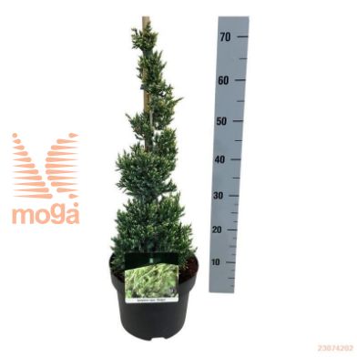 http://twentheplant.nl/tsd/70712_JUSHOLGE_VP4050P23_1.jpg
