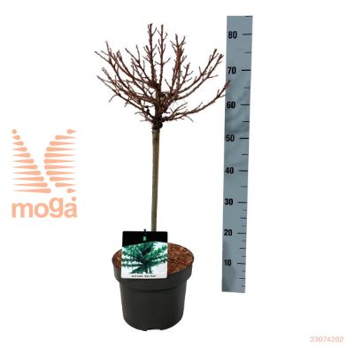 http://twentheplant.nl/tsd/70712_LAKGPEAR_s040p23_1.jpg