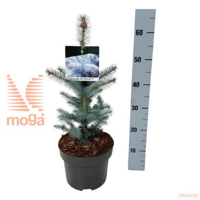 http://twentheplant.nl/tsd/70712_PIPBDIAM_8P23030040_1.jpg