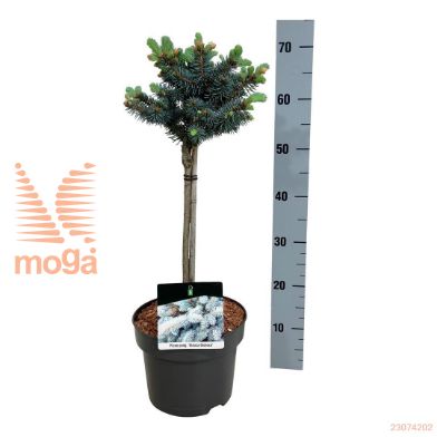 http://twentheplant.nl/tsd/70712_PIPGGLOB_S040P23_1.jpg