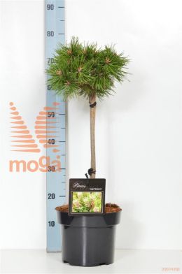 http://twentheplant.nl/tsd/70712_PIMBENJA_S040P23_2.jpg