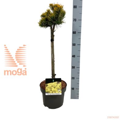 http://twentheplant.nl/tsd/70712_PIMCWINT_s040p23_1.jpg